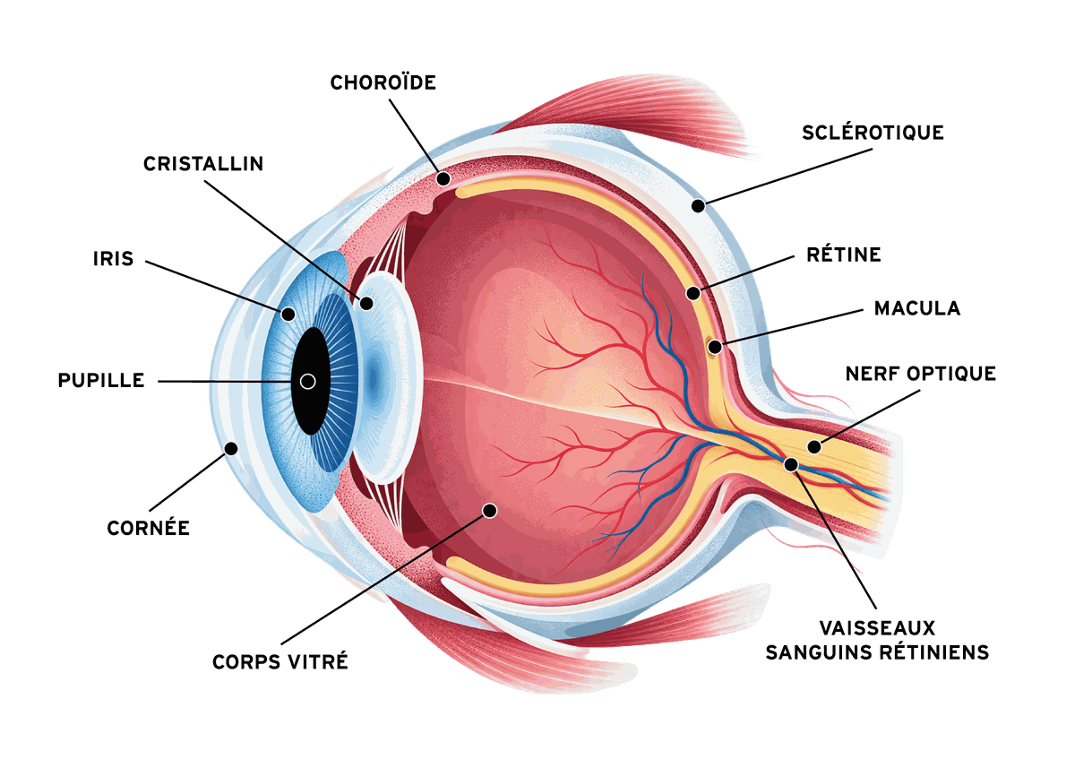 Schéma de l’œil : cornée, iris, pupille, cristallin, rétine, nerf optique et autres structures